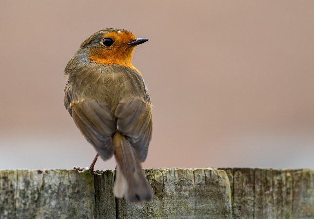 long beaked small birds