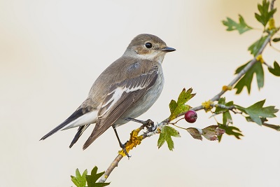 small bird with long beak