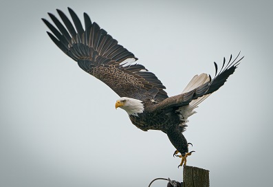 bird with white stripe on wings