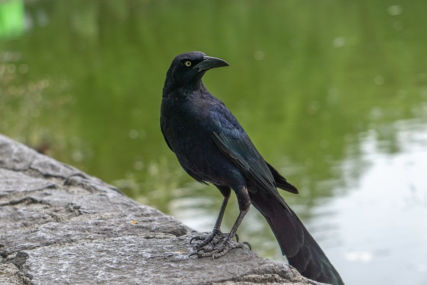 black waterbirds