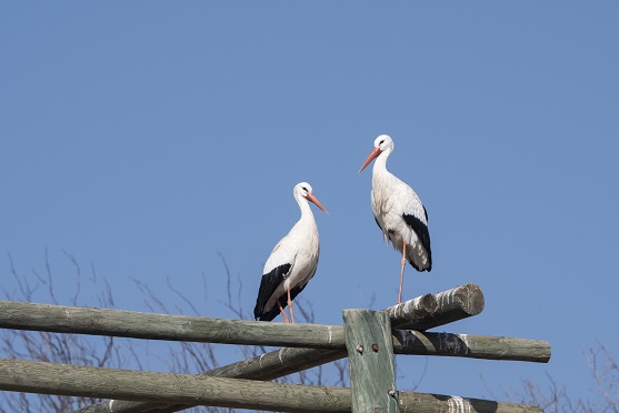 white birds in texas