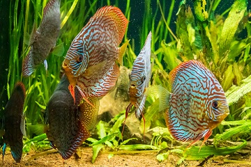 pygmy sucker fish