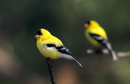 yellow birds in nc