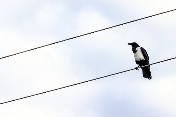 small black bird with white stripe on wing