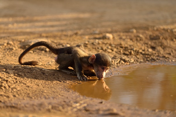 are otters rodents