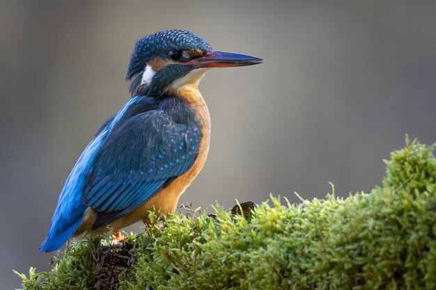 bird with blue head