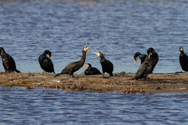 black birds in michigan