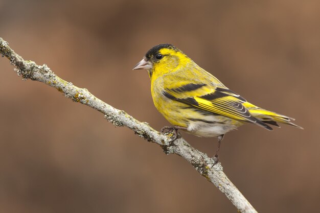 yellow birds of minnesota