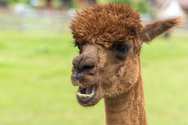 camel tongue