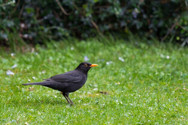 black bird florida