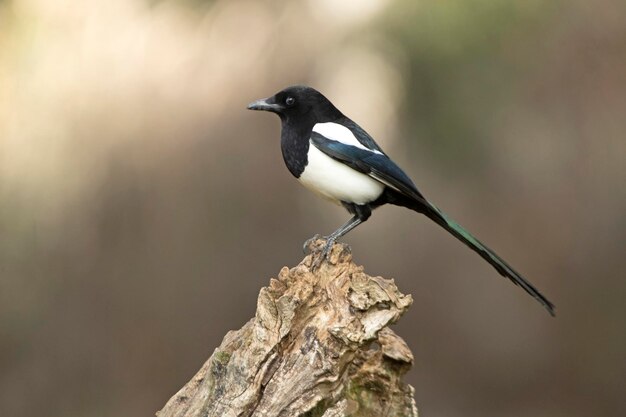 Black and White Birds in Michigan