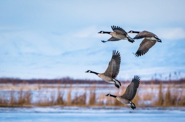 large birds in michigan