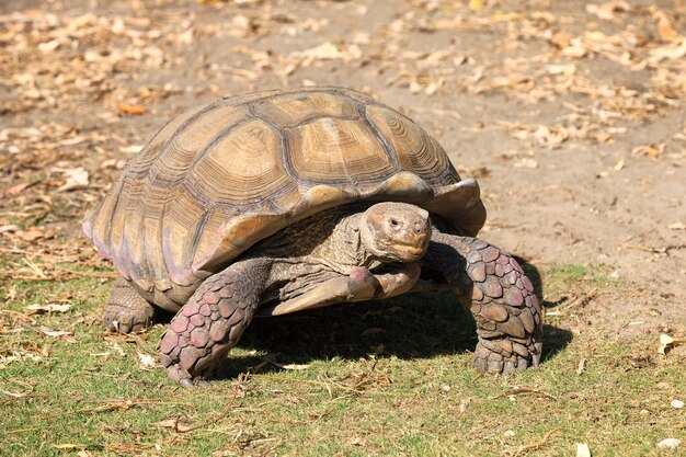 male vs female yellow bellied slider turtle