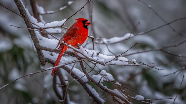 red birds in michigan