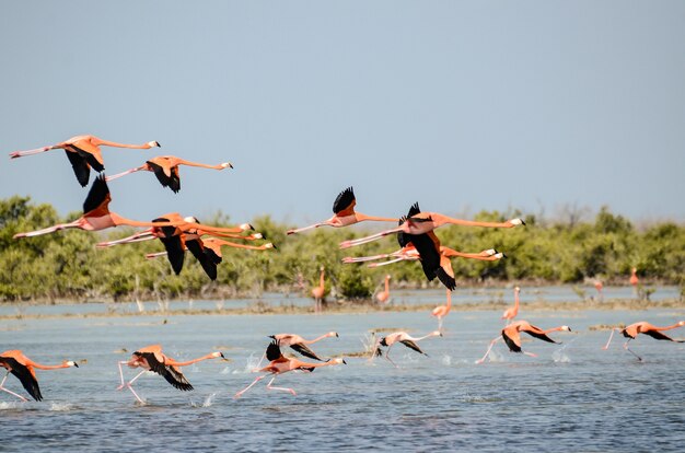 water birds texas