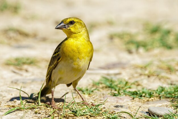 yellow birds in wisconsin