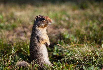 georgia weasel