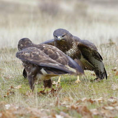 raven vs hawk