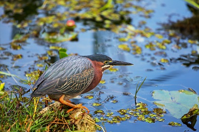 brown birds in florida