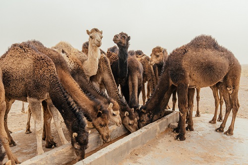 How Much Is a Camel Worth: Unraveling the Mystique of Camel Valuation