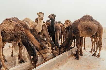 dulla camel