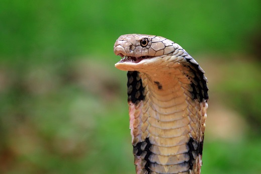 water snakes arkansas