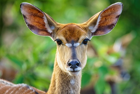 animals with big foreheads