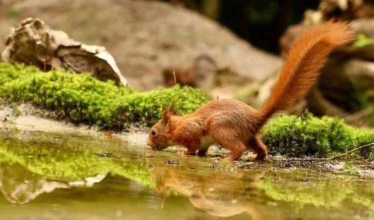 weasels in michigan