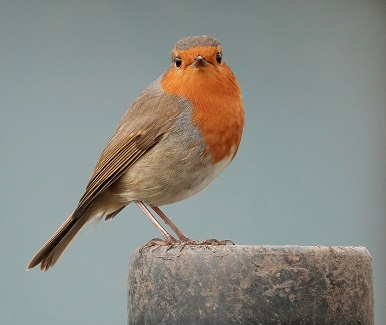 brown bird with orange beak