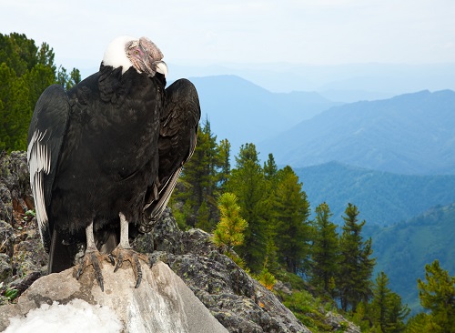 hawks in washington state