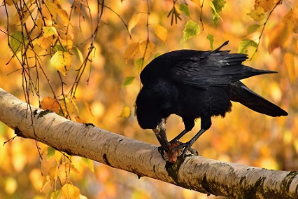 black bird north carolina