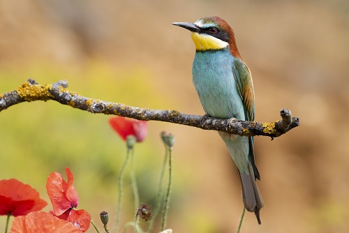 small bird with long skinny beak