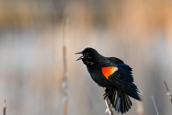 black and orange bird colorado