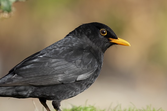 yellow and black bird north carolina