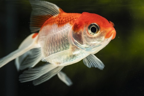 red mandarin goby