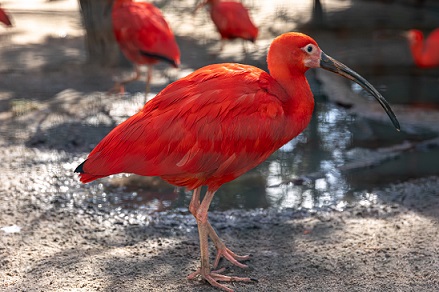 red birds in florida