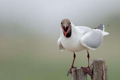 birds that start with o