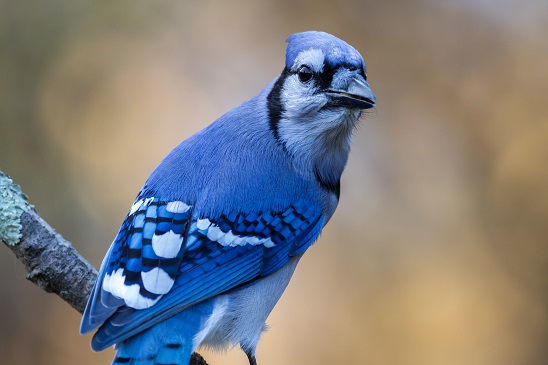 Blue Colored Birds in Minnesota