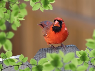 Small Red Birds in Minnesota