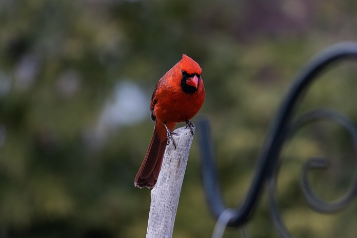 red bird in florida