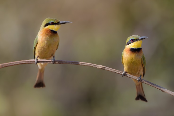 Small Bird Long Thin Beak