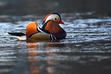 orange belly bird michigan