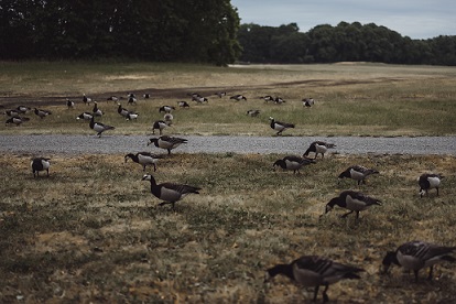 large brown birds in florida