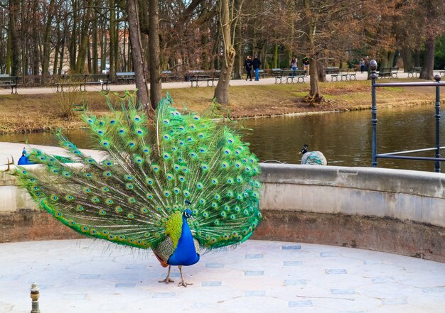 do peacocks mate for life