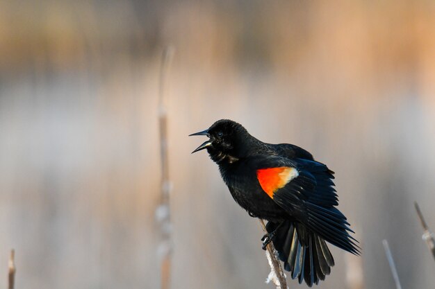 Orange and Black Bird Colorado