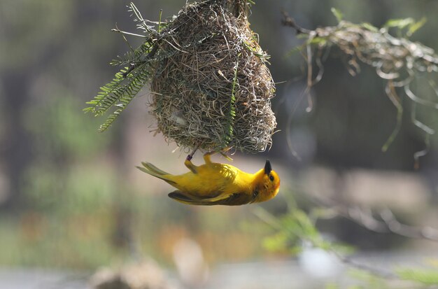 Yellow Birds in Alabama