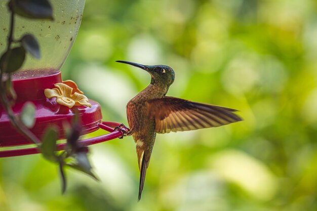 Types of Hummingbirds in Illinois