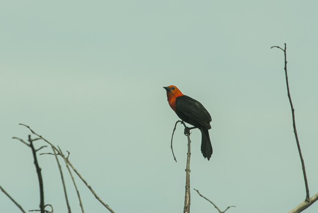 orange and black bird missouri