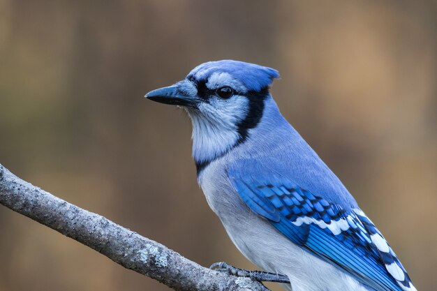 Types of Blue Birds in Minnesota