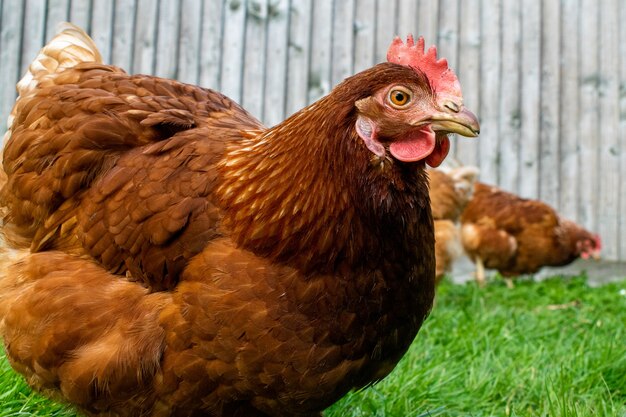 ringneck hen